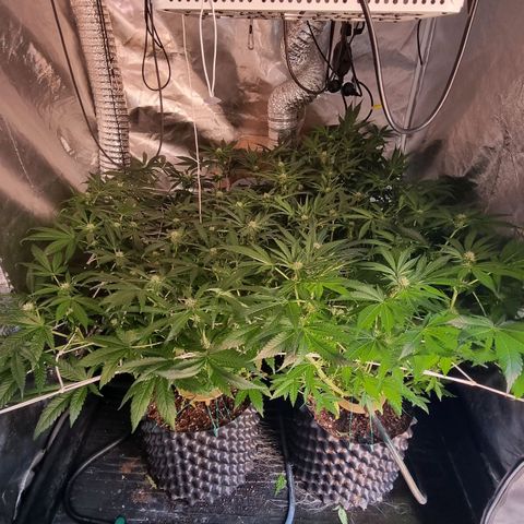 Unknown strain growlog photo: Pretty much done with LST