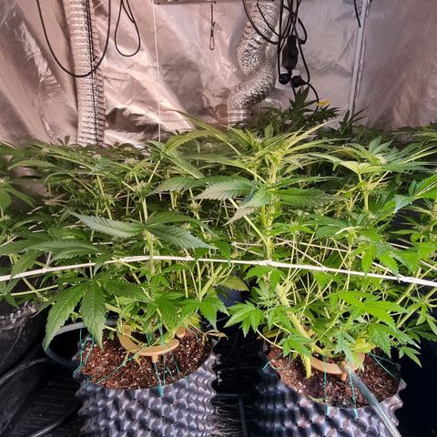 Unknown strain growlog photo: Pretty much done with LST