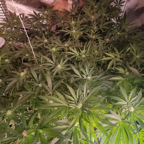 Unknown strain growlog photo: Pretty much done with LST