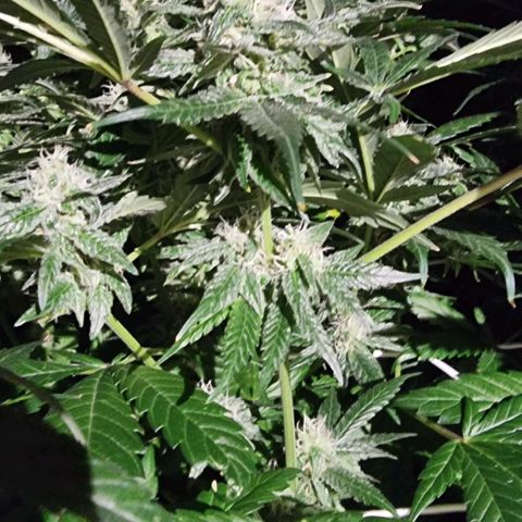Unknown strain growlog photo: Going well