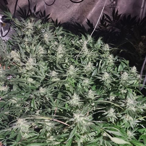 Unknown strain growlog photo: Going well