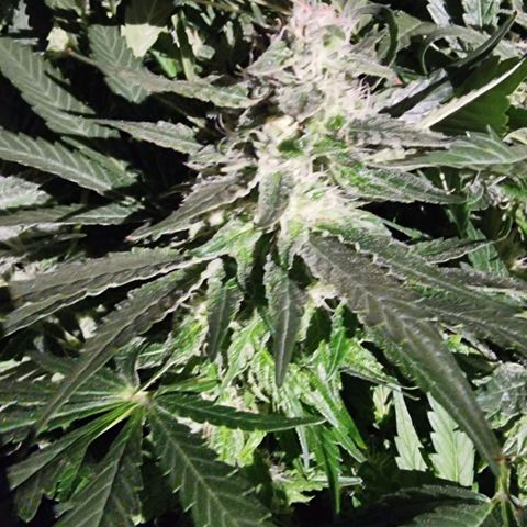 Unknown strain growlog photo: Going well