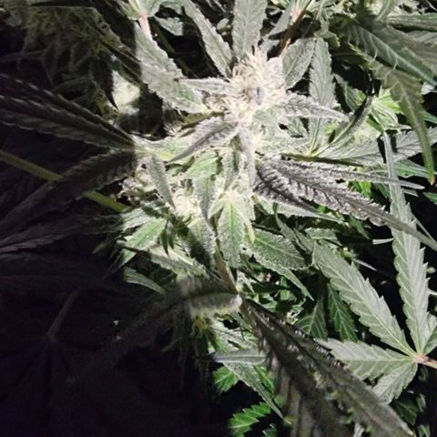Unknown strain growlog photo: Going well