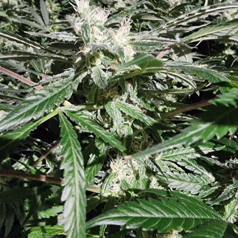 Unknown strain growlog photo: Going well