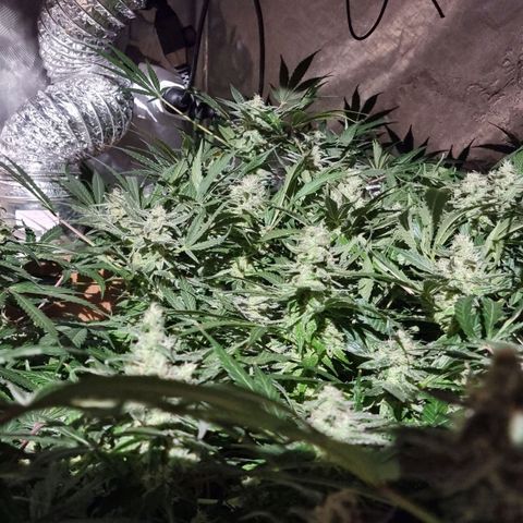 Unknown strain growlog photo: Going really well