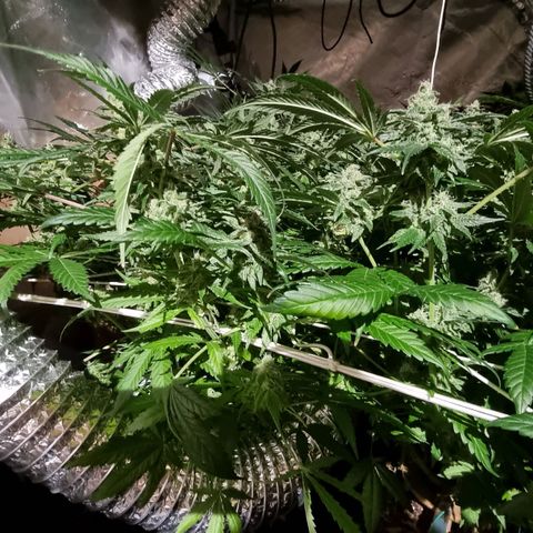 Unknown strain growlog photo: Going really well