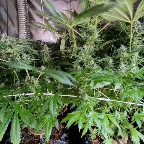Unknown strain growlog photo: Going really well