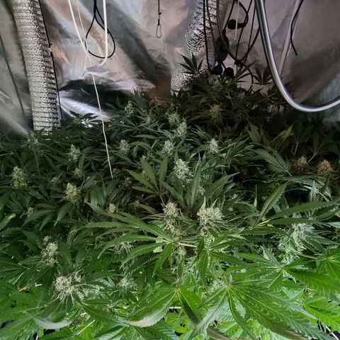 Unknown strain growlog photo: Going really well