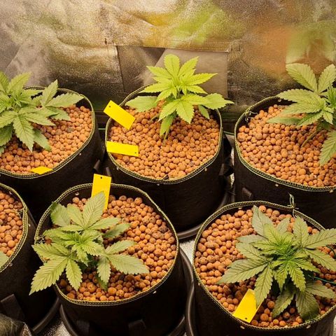 Super Lemon Haze Auto growlog photo: Day 8