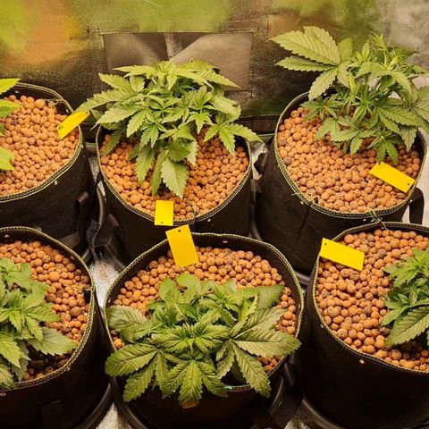Super Lemon Haze Auto growlog timeline photo