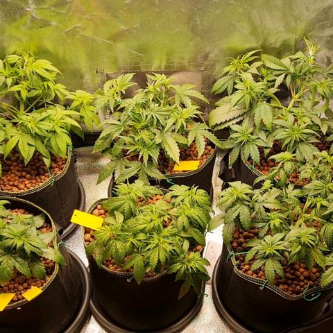 Super Lemon Haze Auto growlog timeline photo