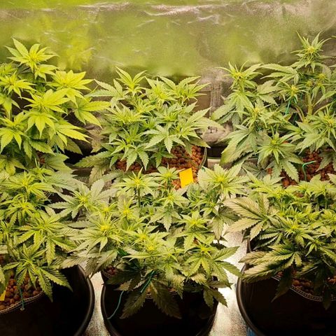 Super Lemon Haze Auto growlog timeline photo