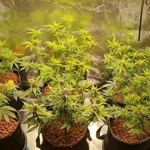 Super Lemon Haze Auto growlog timeline photo