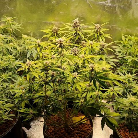 Super Lemon Haze Auto growlog timeline photo