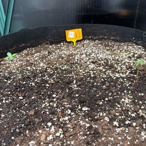 Bourbon berry lefty growlog timeline photo
