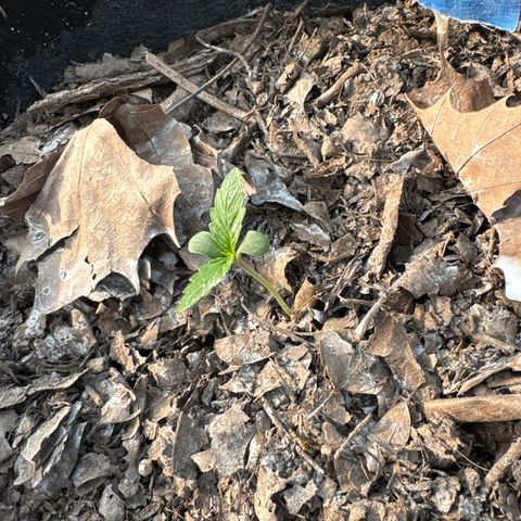 Sour Diesel Autoflowering growlog timeline photo