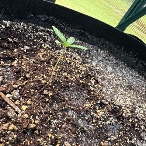 Bourbon berry lefty growlog timeline photo