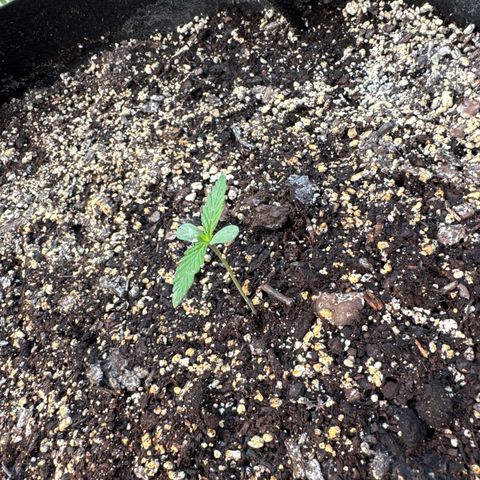 Bourbon berry righty growlog timeline photo