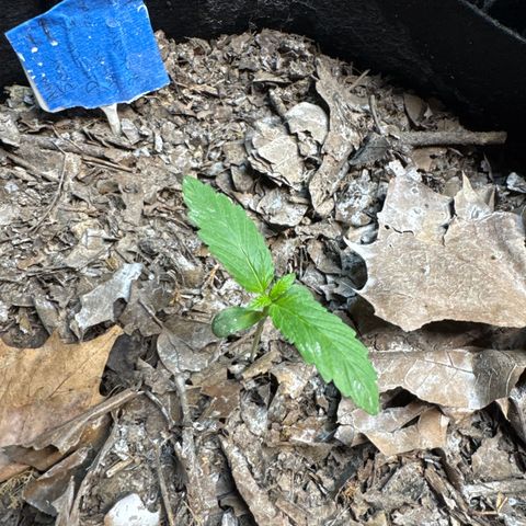 Sour Diesel Autoflowering growlog timeline photo