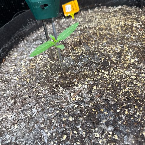 Bourbon berry lefty growlog timeline photo