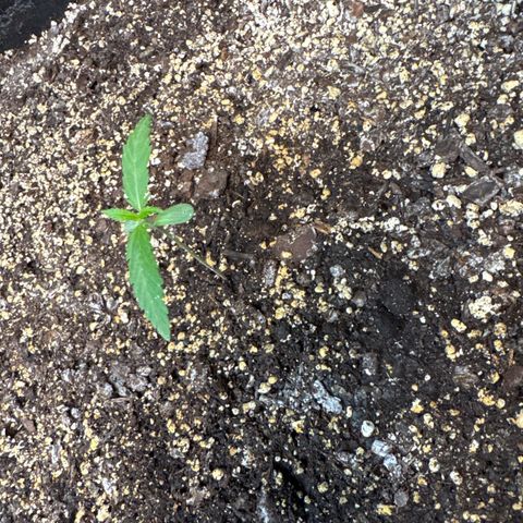 Bourbon berry righty growlog timeline photo
