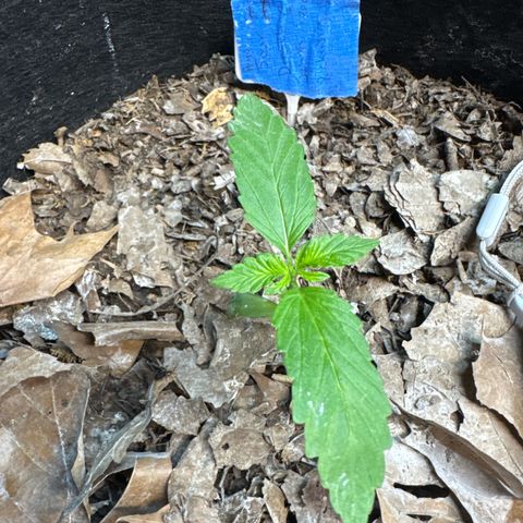 Sour Diesel Autoflowering growlog timeline photo