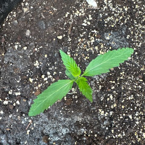 Bourbon berry lefty growlog timeline photo