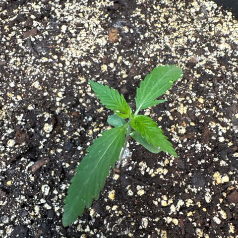 Bourbon berry righty growlog timeline photo