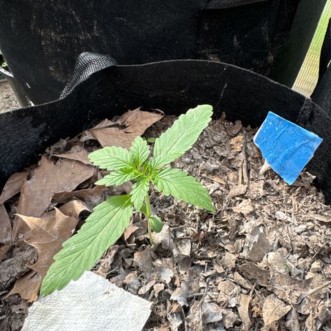 Sour Diesel Autoflowering growlog timeline photo