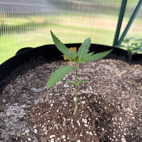 Bourbon berry lefty growlog timeline photo