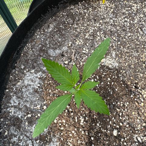 Bourbon berry lefty growlog timeline photo