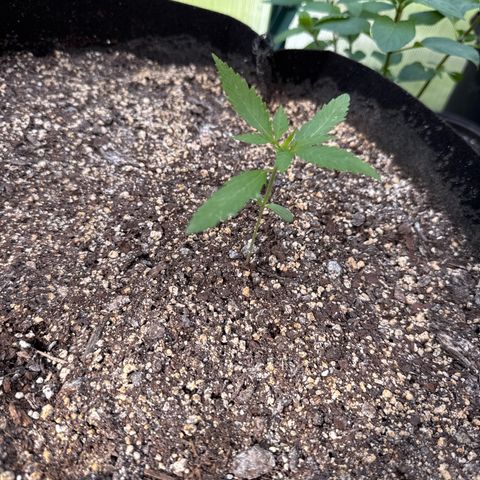 Bourbon berry righty growlog timeline photo
