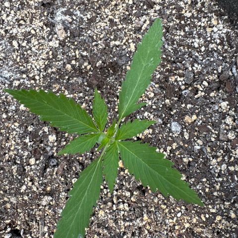 Bourbon berry righty growlog timeline photo