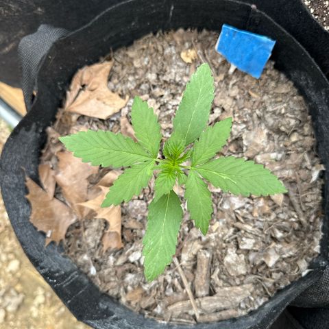 Sour Diesel Autoflowering growlog timeline photo