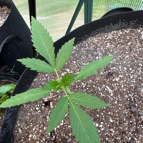 Bourbon berry lefty growlog timeline photo