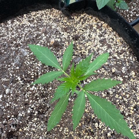 Bourbon berry righty growlog timeline photo