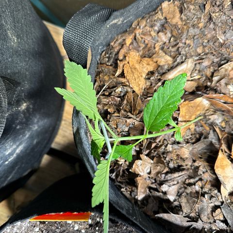 Sour Diesel Autoflowering growlog timeline photo