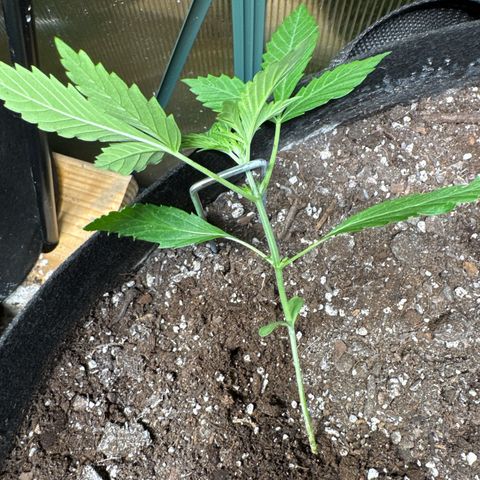 Bourbon berry lefty growlog timeline photo