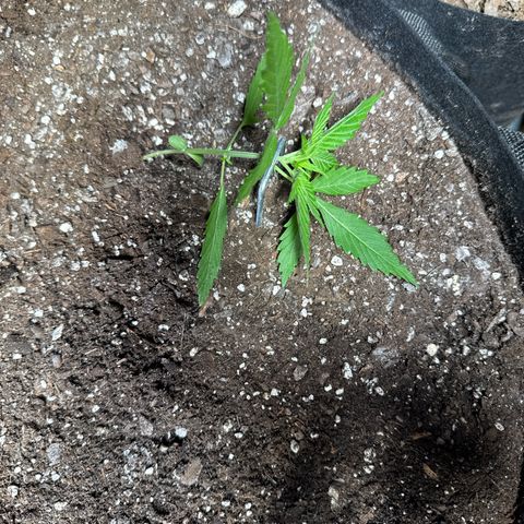Bourbon berry righty growlog timeline photo