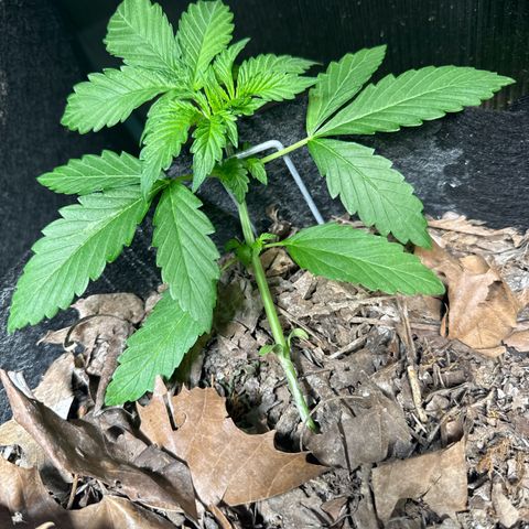 Sour Diesel Autoflowering growlog timeline photo