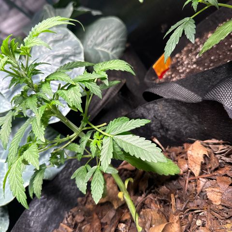 Sour Diesel Autoflowering growlog timeline photo
