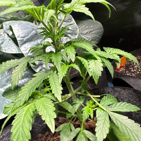Sour Diesel Autoflowering growlog timeline photo