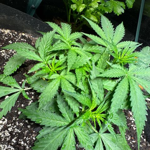 Bourbon berry righty growlog timeline photo