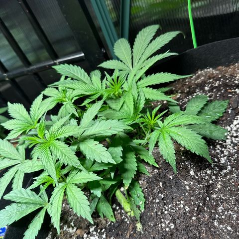Bourbon berry lefty growlog timeline photo