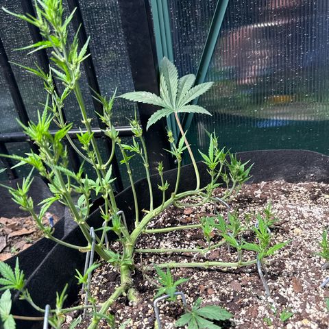 Bourbon berry lefty growlog timeline photo