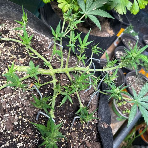 Bourbon berry righty growlog timeline photo