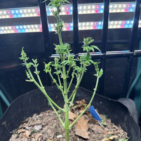 Sour Diesel Autoflowering growlog photo: Last defoliation for a while