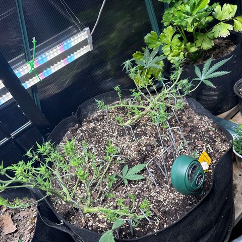 Bourbon berry lefty growlog photo: Last defoliation 