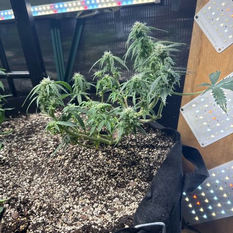 Bourbon berry righty growlog photo: I un staked her two days ago