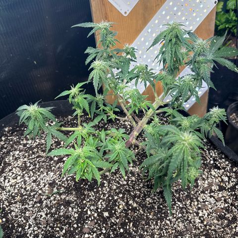Bourbon berry righty growlog photo: I un staked her two days ago